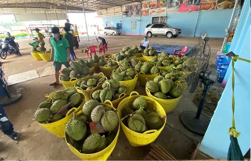 Người dân và chủ vựa lao đao khi bị thu thuế sầu riêng giữa mùa dịch